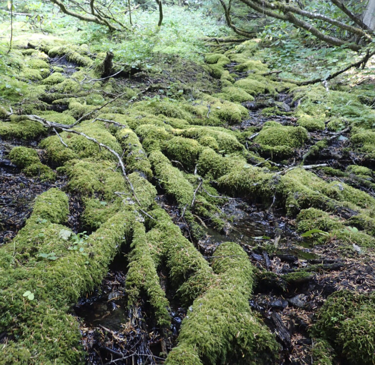 2017 Blueberry Bog Knock – CliffBarackman.com